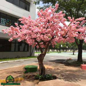 Cây Hoa Anh Đào ( Sakura )
