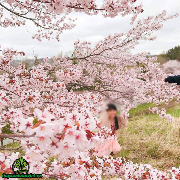 Phương Pháp Trồng Cây Và Chăm Sóc Tốt Nhất Cây Hoa Đào Sakura
